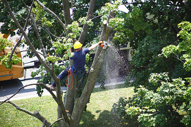 Best Arborist Consultation Services  in USA